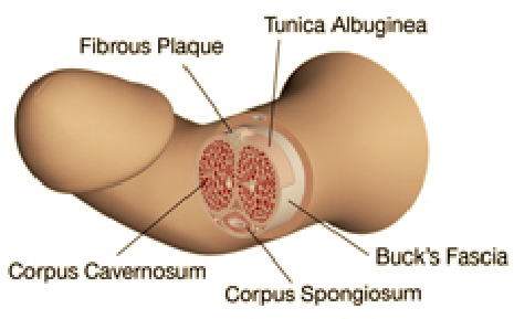 Fibrous Plaqye, Tunica Albuginea, Corpus Cavernosum, Corpus Spongiosum, Buck's Fascia