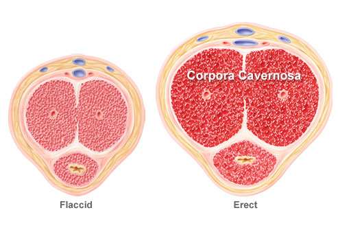 Corpus Cavernosa is the spongy erectile tissue of the penis